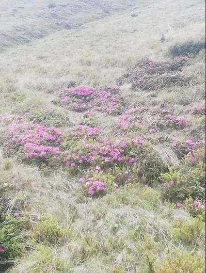 Teren de 17000 mp, în Nucșoara