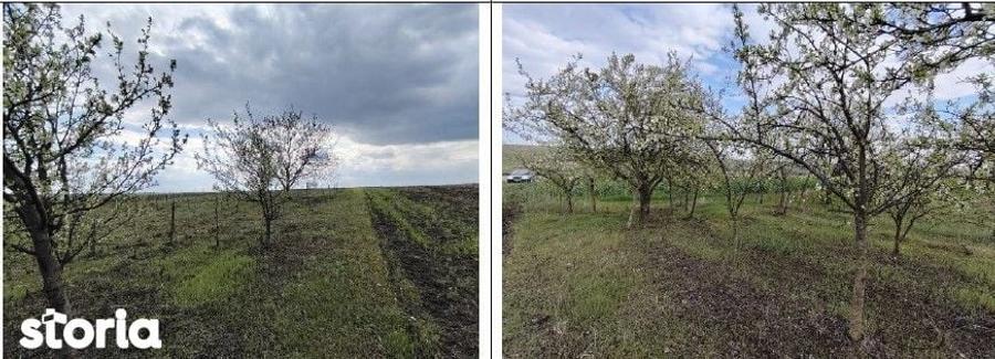 Teren cota parte 3/16, Sipote, ID: R3070063 - 6