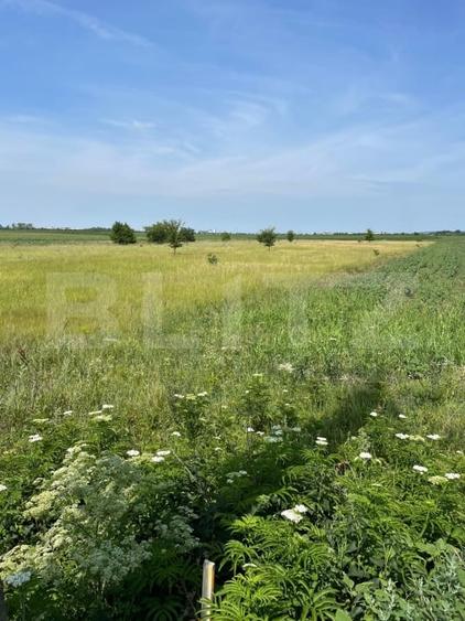 Teren agricol extravilan de 4994 mp, în Nisipurile