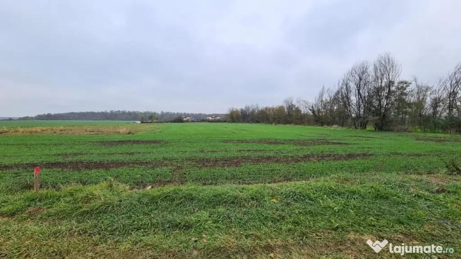 Teren de 3000 mp, în Brănești