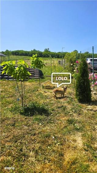 VIDEO | Loc de casa, cabana sau turism - Ardud | Vedere spre Satu Mare - 7