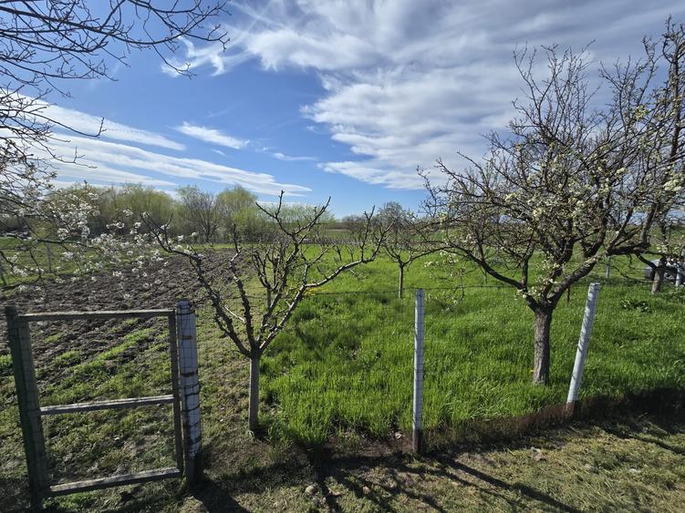 Teren Construcții intravilan de 1300 mp, în Curtișoara