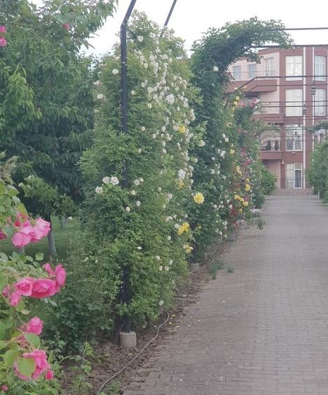 Casă individuală cu 15 camere cu Teren 8293 Mp în Chiscani