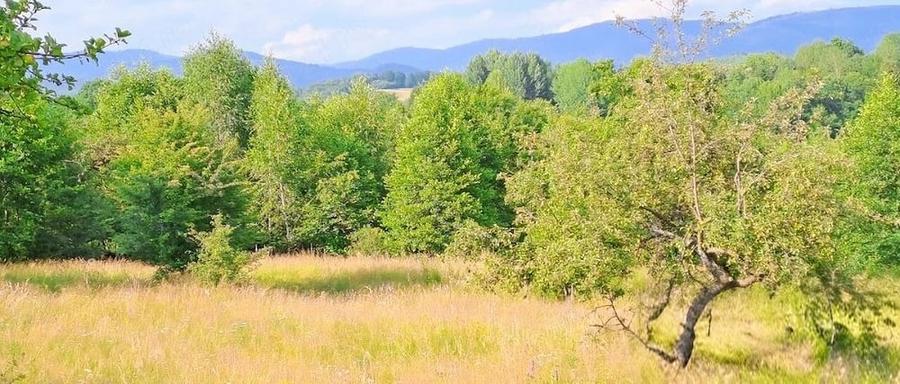 Teren de 18300 mp, în Bughea de Sus