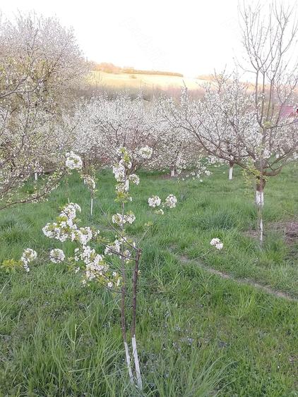 Casă cu 3 camere cu Teren 4434 Mp în Geaca