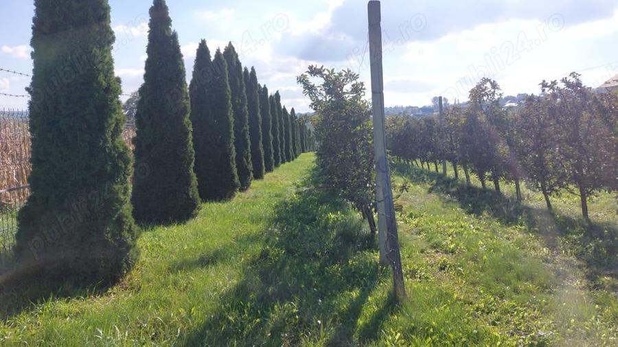 Teren de 3600 mp, în Bosanci