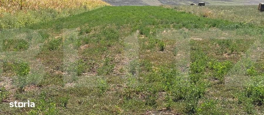 Teren de 5200 mp, în Bălușeni