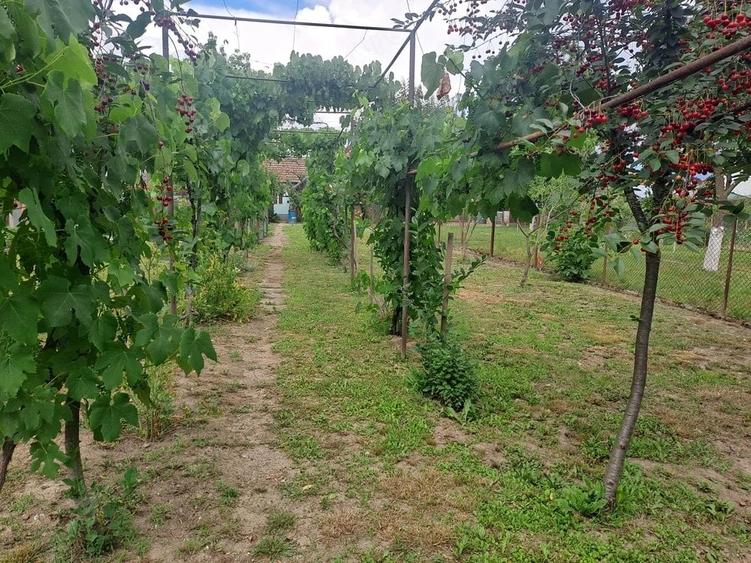 Casă cu 4 camere cu Teren 1277 Mp în Central