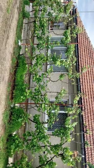 Casă cu 3 camere cu Teren 2200 Mp în Potău