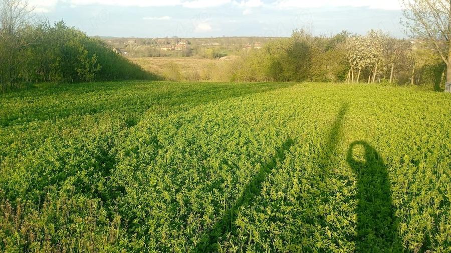 Teren de 3549 mp, în Ferendia