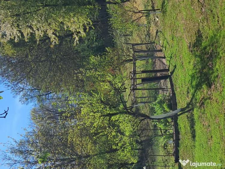 Teren de 10000 mp, în Tomșani