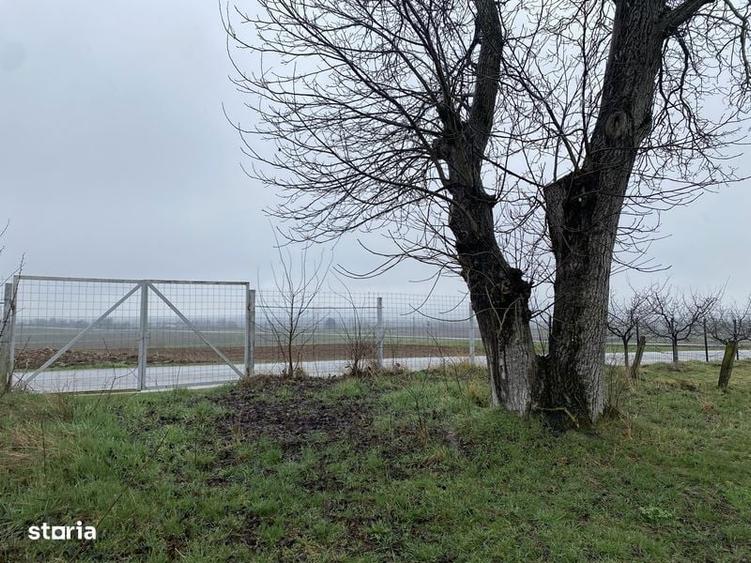 Teren de 1203 mp, în Comana