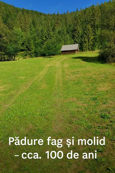 Teren de 9280 mp, în Scărișoara