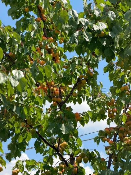 Teren de 30000 mp, în Nicolae Bălcescu