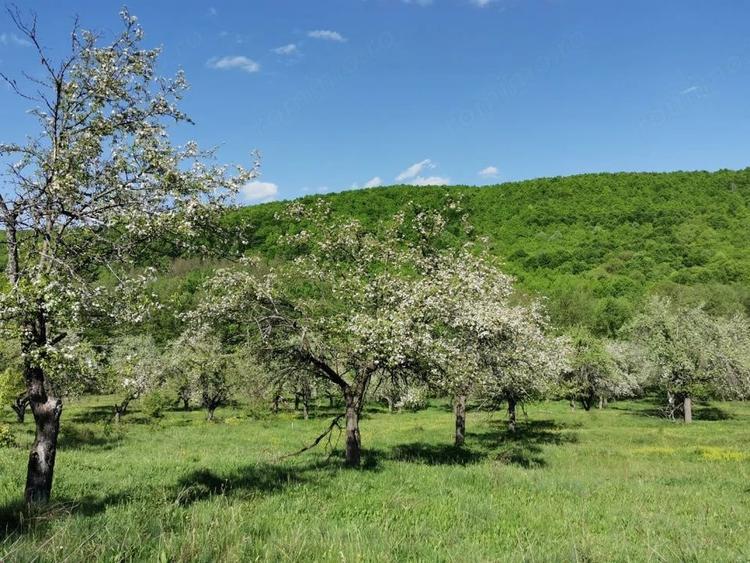 Teren de 680 mp, în Budeasa