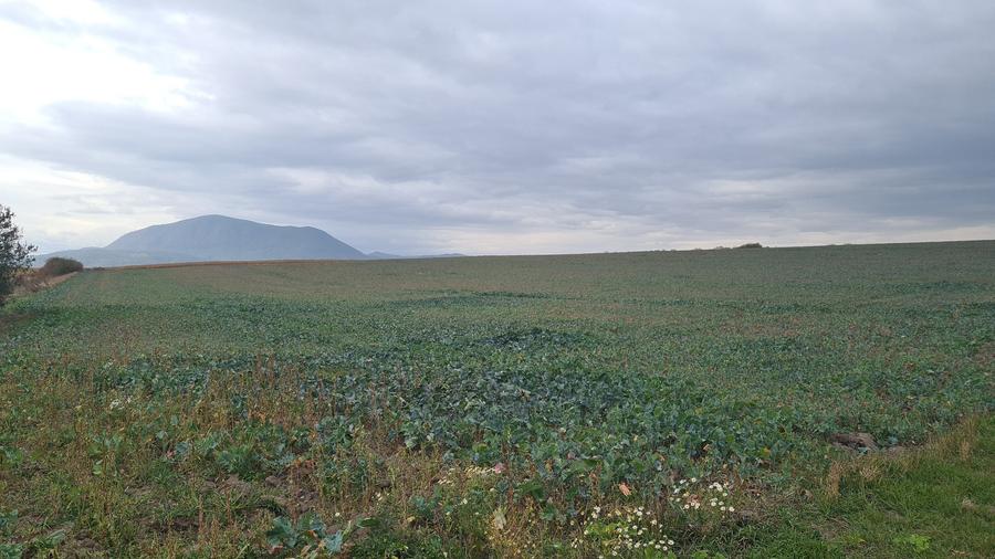 Teren agricol extravilan de 48100 mp, în Hălchiu