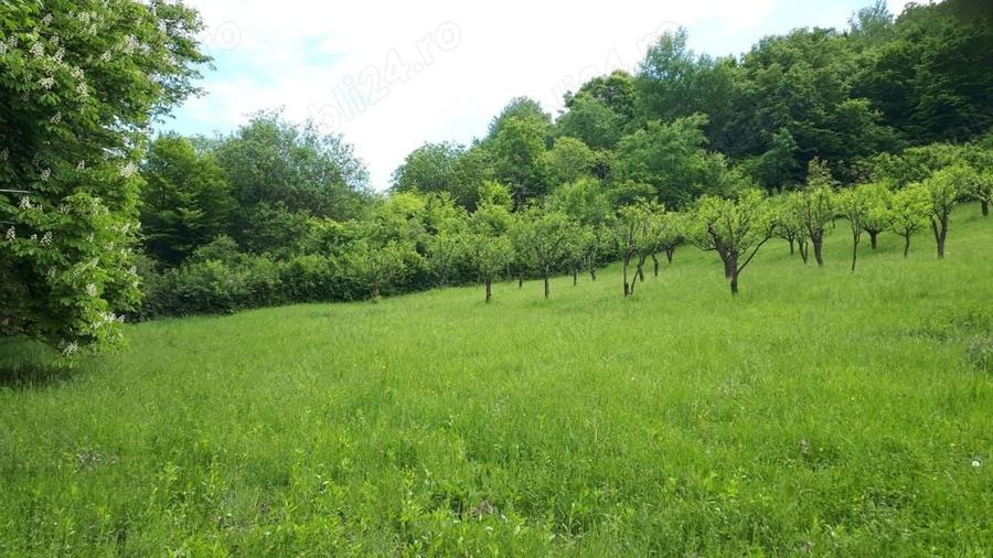 Teren de 4200 mp, în Gușterița