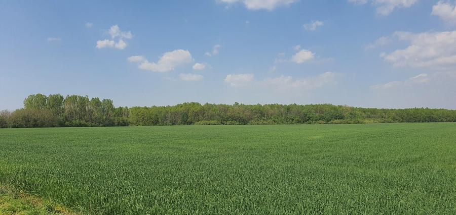 Teren agricol intravilan de 16872 mp, în Butimanu