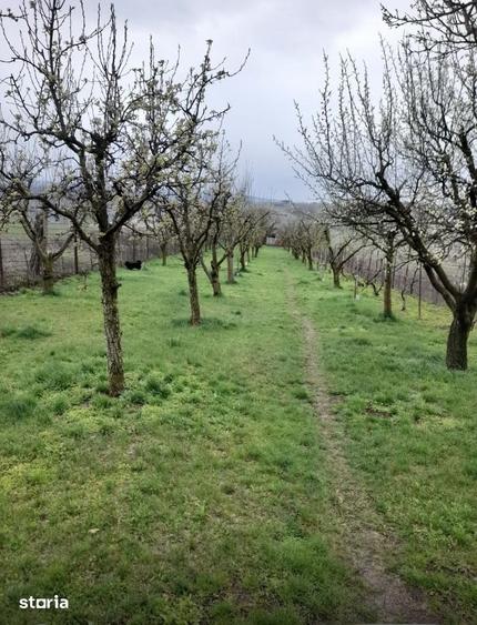 Teren 2.000 mp in Dezmir | Livada cu 100 pomi fructiferi | Fantana - 6