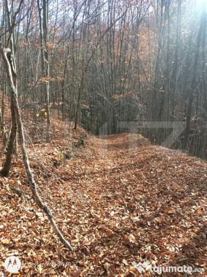 Teren extravilan de vanzare, 3.5 ha padure + pasune in Comun - 5