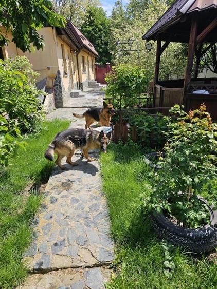 Casă individuală cu 3 camere cu Teren 2300 Mp în Nord-Est