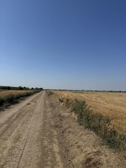 Teren agricol extravilan de 10000 mp, în Dragomirești-Vale