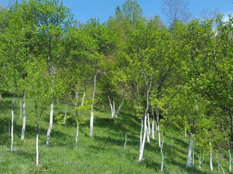 Teren de 9000 mp, în Pogara