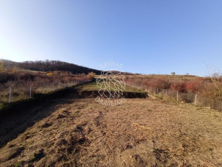 Teren Construcții intravilan de 2700 mp, în Viișoara