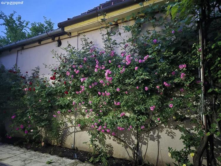Vand Casa zona Calea Dumbravii-strada Bacovia 585.000 - 7