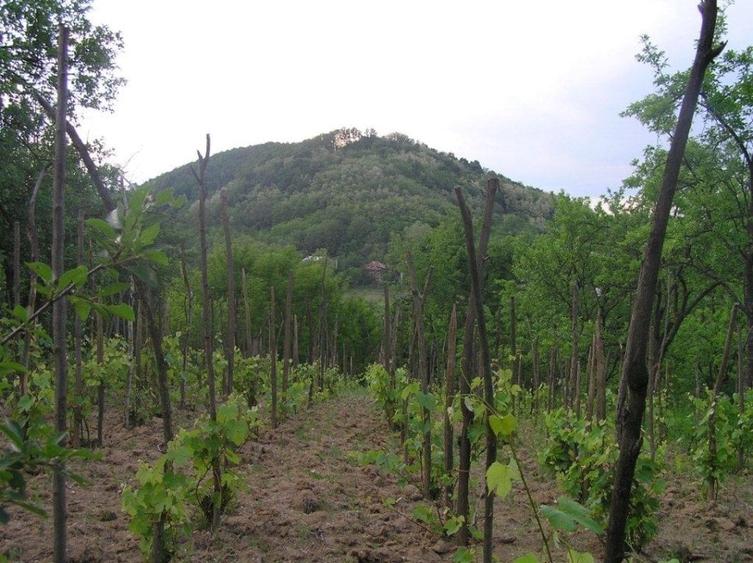 Teren Construcții intravilan de 6090 mp, în Călinești