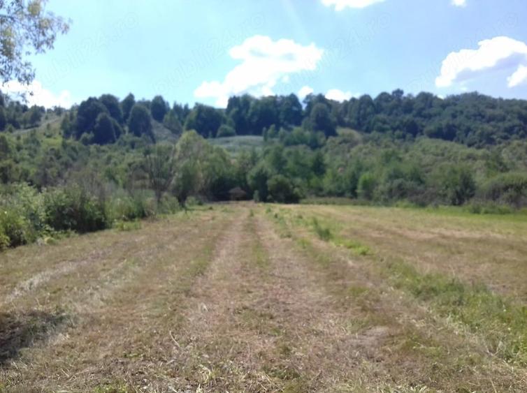 Teren de 5500 mp, în Borlova