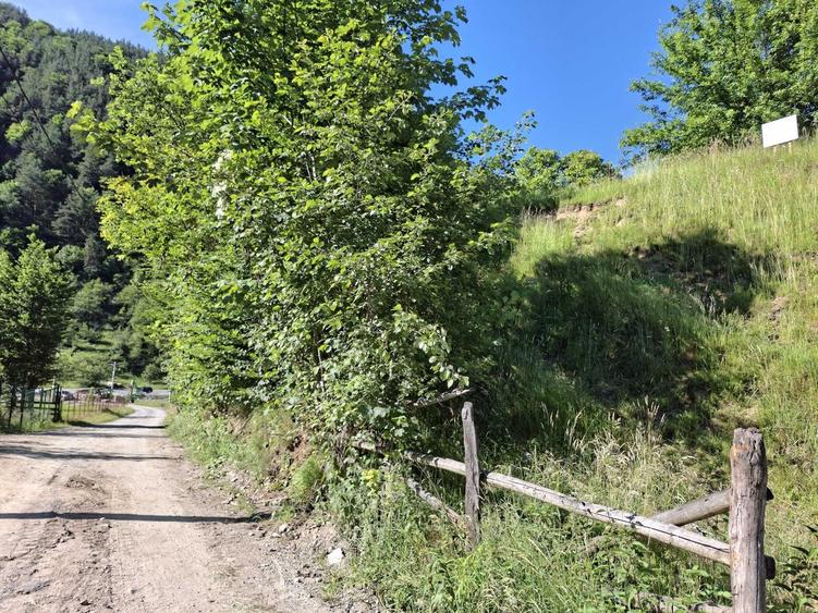 Vind teren la munte in Rau Sadului jud.Sibiu intravilan pozitie foarte buna - 2