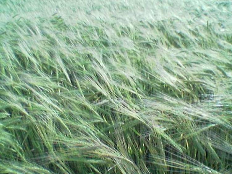 Teren agricol extravilan de 45000 mp, în Mihail Kogălniceanu