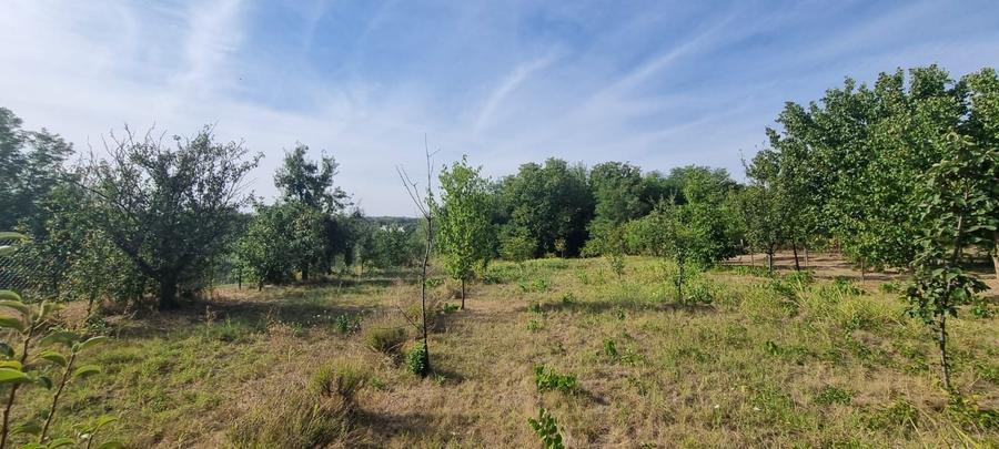 Teren Construcții intravilan de 2000 mp, în Comana