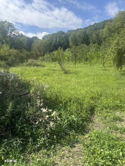 Telega - casa - teren 13000 mp/8000mp padure - 170000 Euro - 10