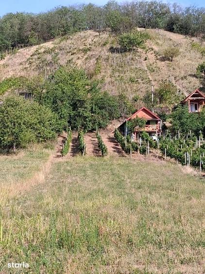 Teren de 2000 mp, în Tileagd