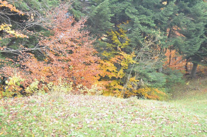 Teren de 1300 mp, în Valea Alba