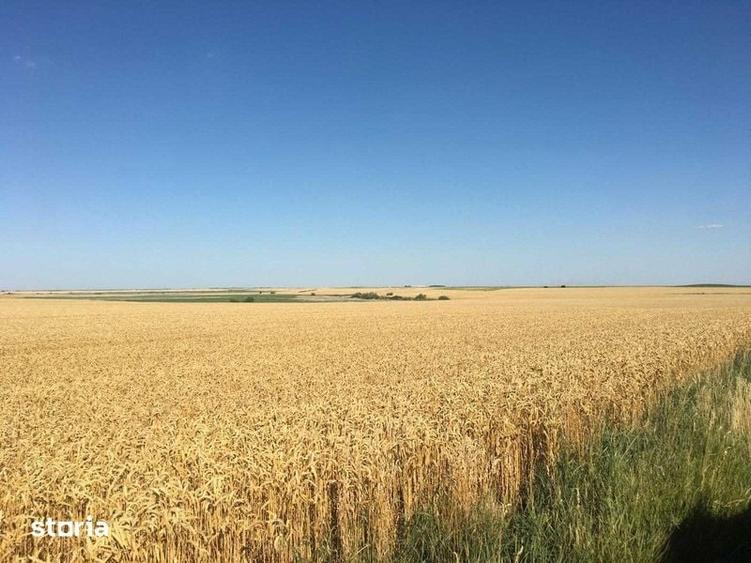 Vand 116 HA teren agricol in judetul Arad - 6