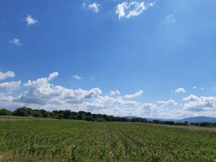 Teren agricol Podu Oltului la limita UAT Harman si UAT Prejmer 20300mp - 4