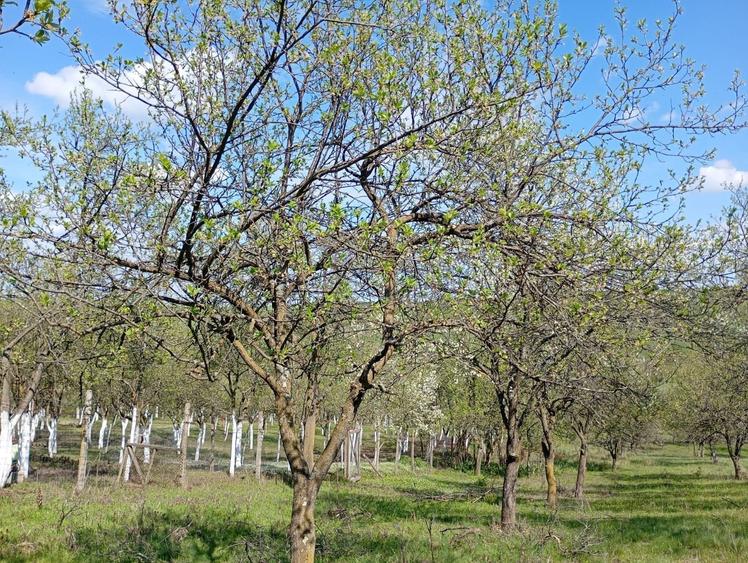 Casă cu 4 camere în Herneacova