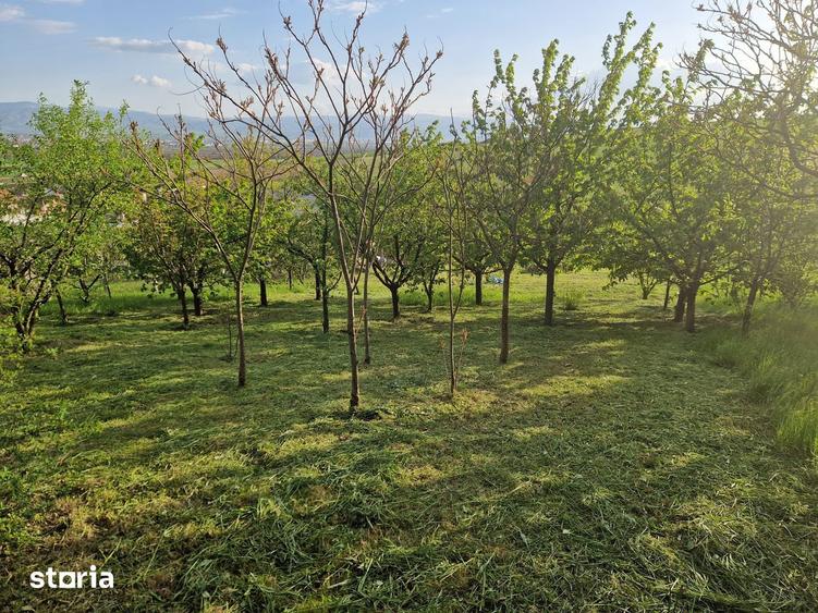 Teren de 1250 mp, în Șura Mare