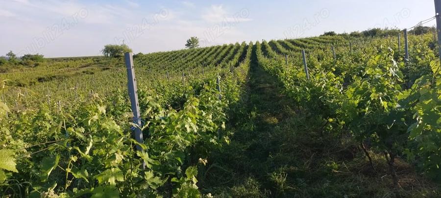 Teren de 25000 mp, în Central