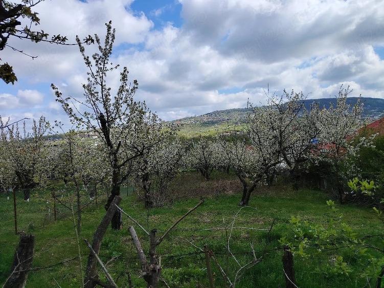 Teren de 1150 mp, în Bârnova