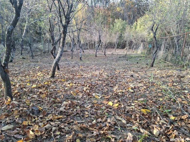 Curte Construc?ie cu pomi fructiferi - 2