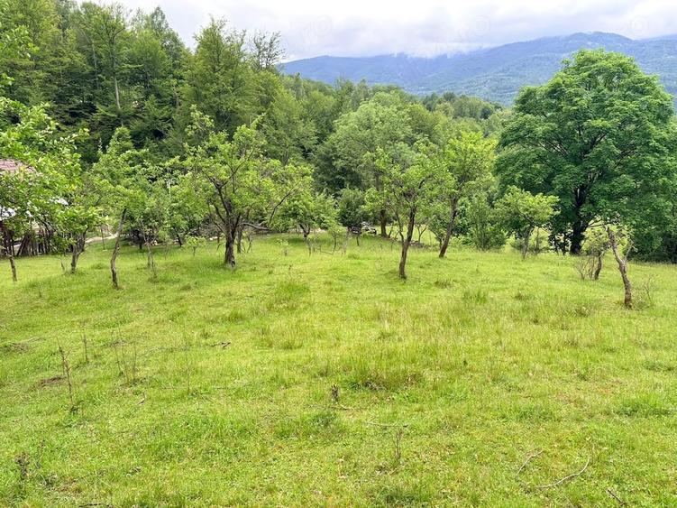 Teren de 5890 mp, în Uric