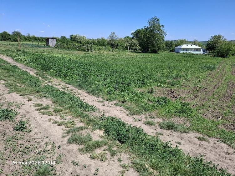 Teren de 1500 mp, în Trușești