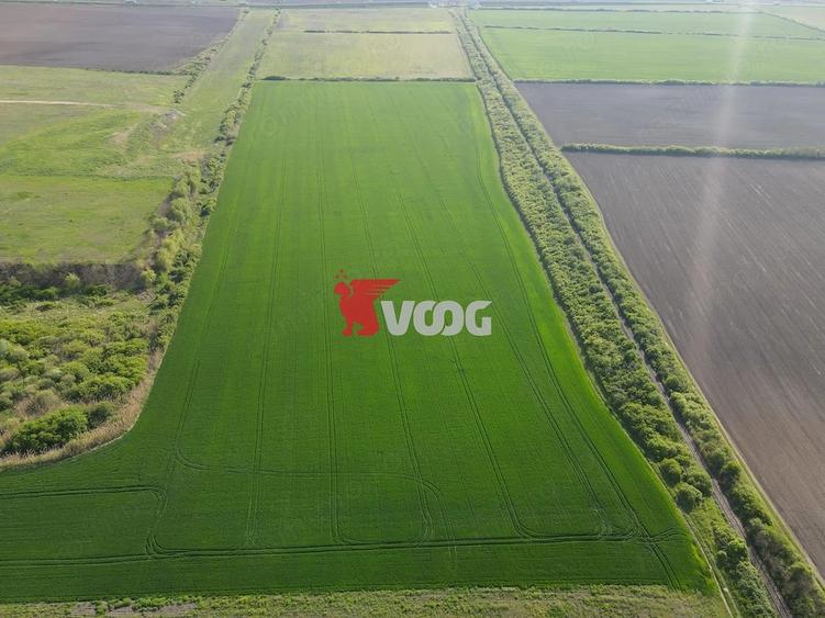 Teren extravilan 10 ha -Giarmata, langa nodul de autostrada - 5