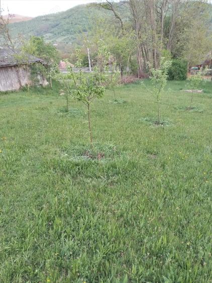 Teren de 1474 mp, în Sălciua