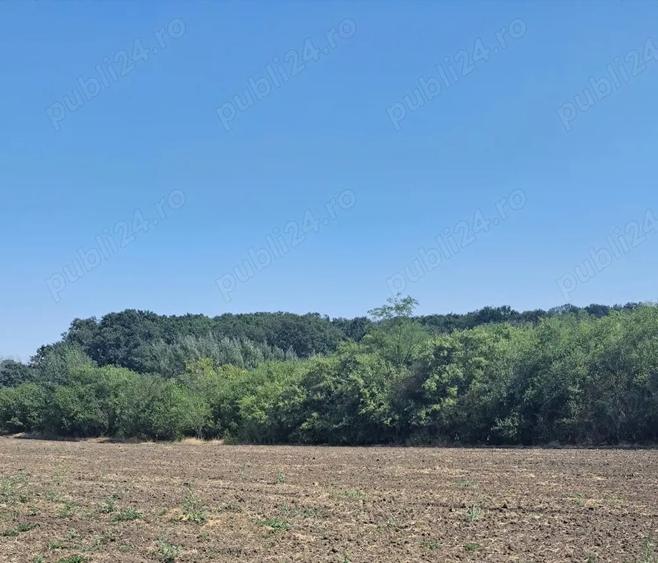 Teren de 5000 mp, în Bujoreni