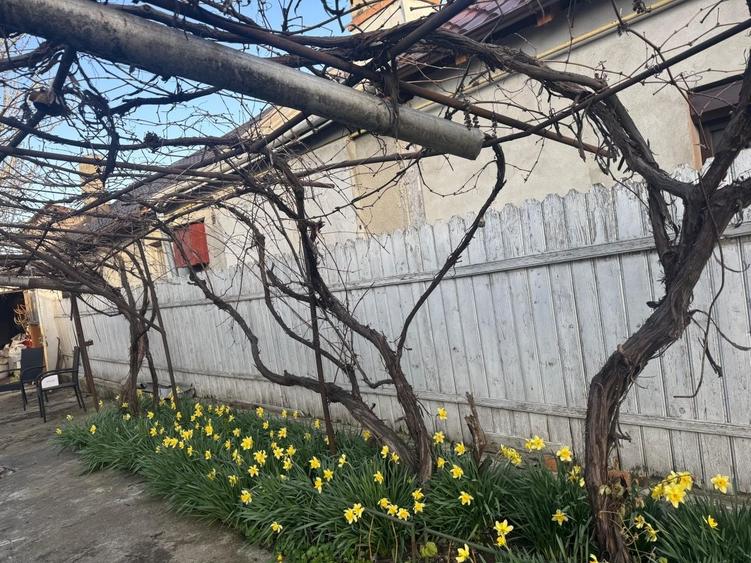 Casă cu 2 camere în Central